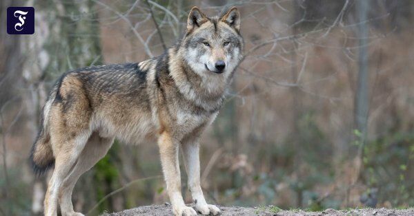 Image for twitter card